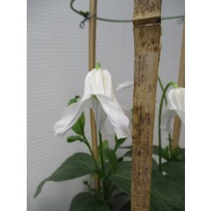 花工房 たんぽぽ インテグリフォリア系 魅惑のクレマチス Yahoo ショッピング