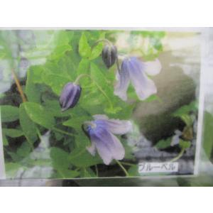 花工房 たんぽぽ - Yahoo!ショッピング