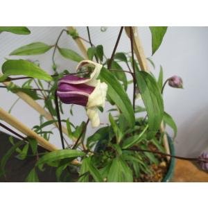 花工房 たんぽぽ 魅惑のクレマチス Yahoo ショッピング