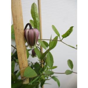 花工房 たんぽぽ 魅惑のクレマチス Yahoo ショッピング