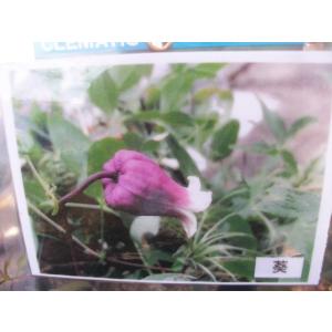 【魅惑のクレマチス・葵】3.5号芽出し苗