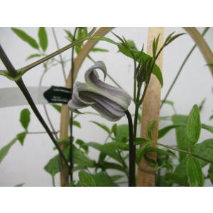 花工房 たんぽぽ 魅惑のクレマチス Yahoo ショッピング