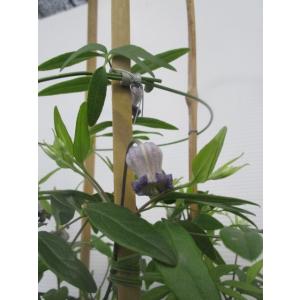 花工房 たんぽぽ 魅惑のクレマチス Yahoo ショッピング