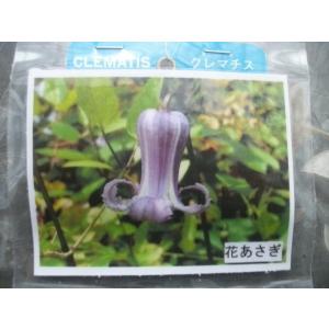 花工房 たんぽぽ 魅惑のクレマチス Yahoo ショッピング