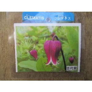 花工房 たんぽぽ 魅惑のクレマチス Yahoo ショッピング