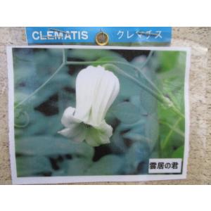 花工房 たんぽぽ 魅惑のクレマチス Yahoo ショッピング