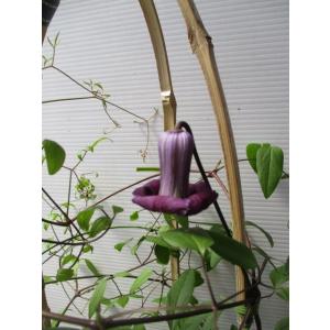 花工房 たんぽぽ Yahoo ショッピング