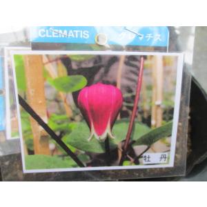 花工房 たんぽぽ 商品一覧 おすすめ順 売れ筋通販 Yahoo ショッピング