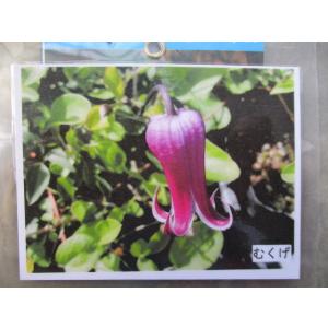 花工房 たんぽぽ Yahoo ショッピング