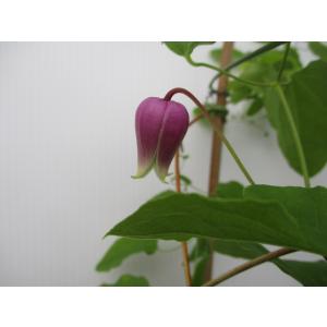 花工房 たんぽぽ - Yahoo!ショッピング