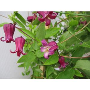 【魅惑のクレマチス・雅・ＮＯ．4】6号 ヴィオルナ・テキセンシス系【現品】