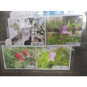 花工房 たんぽぽ - Yahoo!ショッピング