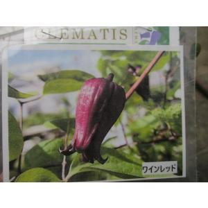 魅惑のクレマチス・藍玉】3.5号ポット芽出し苗・ヴィオルナ
