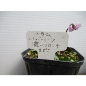 花工房 たんぽぽ - Yahoo!ショッピング