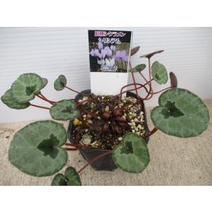 2026年1月】たんぽぽ苗のおすすめ人気ランキング - Yahoo!ショッピング