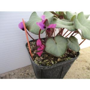 花工房 たんぽぽ - Yahoo!ショッピング