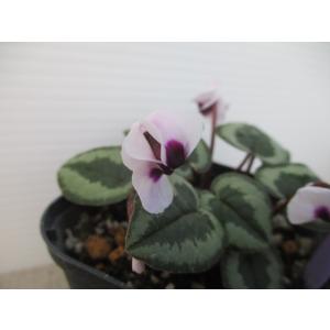 花工房 たんぽぽ - Yahoo!ショッピング