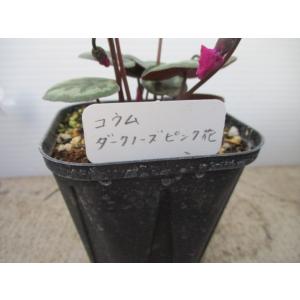 花工房 たんぽぽ - Yahoo!ショッピング