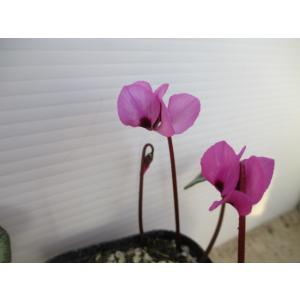 花工房 たんぽぽ - Yahoo!ショッピング