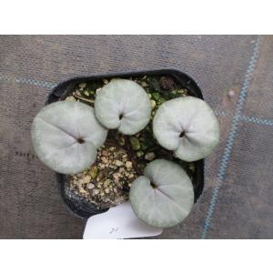 花工房 たんぽぽ - Yahoo!ショッピング