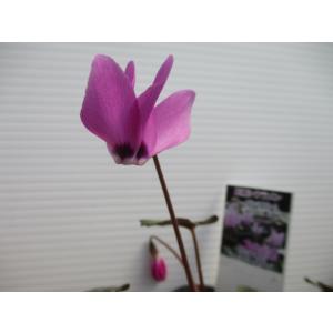 花工房 たんぽぽ - Yahoo!ショッピング