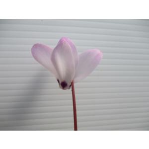 花工房 たんぽぽ - Yahoo!ショッピング