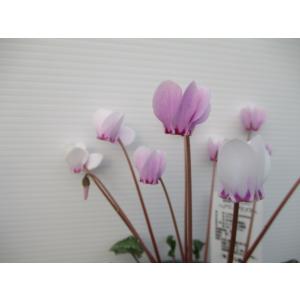 現品】【お買い得価格】【ハエマンサス（マユハケオモト）】4.5号