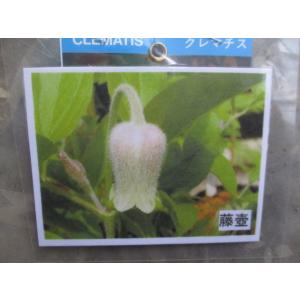 花工房 たんぽぽ Yahoo ショッピング