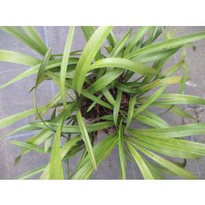 キンリョウヘン 金稜辺 花芽付き 原種系 赤花 花芽2芽 4号ポット苗 令