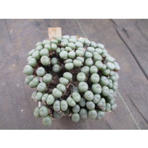 チャーム（charm） （多肉植物）コノフィツム ブルゲリ 実生 2．5号