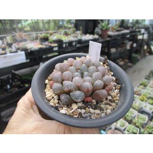 花工房 たんぽぽ ハオルシア 不思議な多肉植物 Yahoo ショッピング