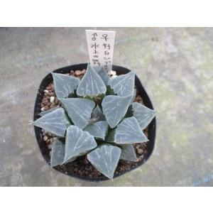 花工房 たんぽぽ ハオルシア 不思議な多肉植物 Yahoo ショッピング