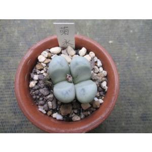 サボテン 多肉植物 サボテン 多肉植物種類 リトープス 花 ガーデニング 通販 Yahoo ショッピング