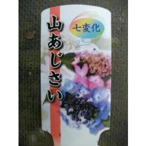可憐な山アジサイ 七変化 3号ポット苗 庭木 鉢植え 盆栽用 Yaga 008 花工房 たんぽぽ 通販 Yahoo ショッピング