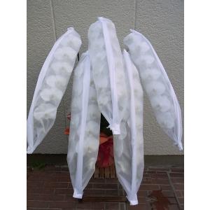 胡蝶蘭　5本立50輪以上　ファレノプシス誕生日　記念日　御祝い　お急ぎでもお届けいたします