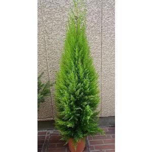 もみの木高さ180cm本物のクリスマスツリー樅の木群馬県産高品質