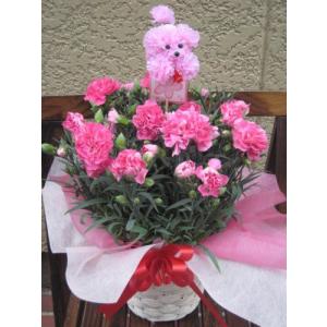 母の日ギフトカーネーション鉢植え母の日の大定番　高品質ピンクのカーネーション鉢植えプードルピック｜Hanakuma Yahoo!店