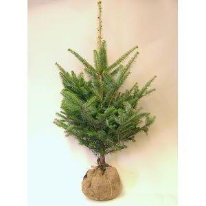 もみの木高さ3メートルモミの木 本物のクリスマスツリー樅の木 もみの木高さ3メートルモミの木 本物のクリスマスツリー樅の木
