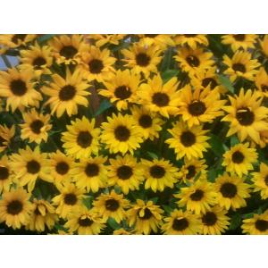 ひまわりの花束誕生日歳の数だけヒマワリをご希望...の詳細画像5