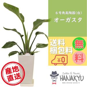 人気の観葉植物 おしゃれ オーガスタ プレゼント ６号 スクエア高陶器鉢 白 誕生日 新築祝 インテリア ギフト 自分用 風水 受け皿付き 高さ約80cm