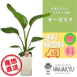 人気の観葉植物 おしゃれ オーガスタ ６号 スクエアプラスチック鉢 インテリア ギフト 自分用 風水 受け皿付き 高さ約70cm