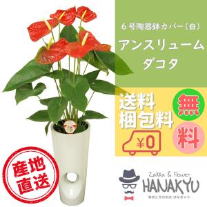 Zakka Flower Hanakyu アンスリューム 観葉植物 Yahoo ショッピング