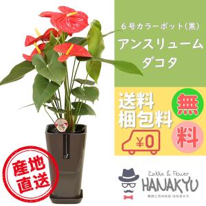 Zakka Flower Hanakyu アンスリューム 観葉植物 Yahoo ショッピング