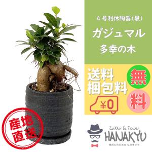 Zakka Flower Hanakyu ガジュマル 観葉植物 Yahoo ショッピング