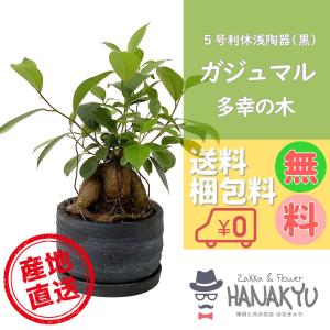 がじゅまる盆栽： 特選ガジュマル 多幸の樹*苔・石付き 青軸変形鉢