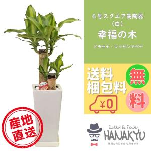 観葉植物 おしゃれ 幸福の木 種類 人気 敬老の日 ６号 スクエア 高陶器鉢 白 ギフト 自分用 受け皿付き 高さ 約70cm