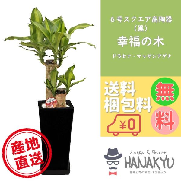 観葉植物 おしゃれ 幸福の木 人気 敬老の日 ６号 スクエア 高陶器鉢 黒 開店祝い 新築祝い 受け...