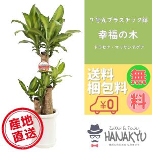 人気の観葉植物 幸福の木/マッサンアゲナ おしゃれ 風水 ドラセナ７号 丸プラスチック鉢 ギフトにも自分用にも 受け皿付き 高さ約90cm