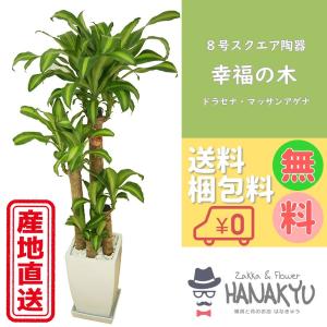 観葉植物 おしゃれ 人気 モンステラ プレゼント 6号 スクエア