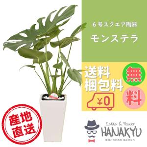 観葉植物 おしゃれ 種類 モンステラ 人気 開店祝い 新築祝い 母の日